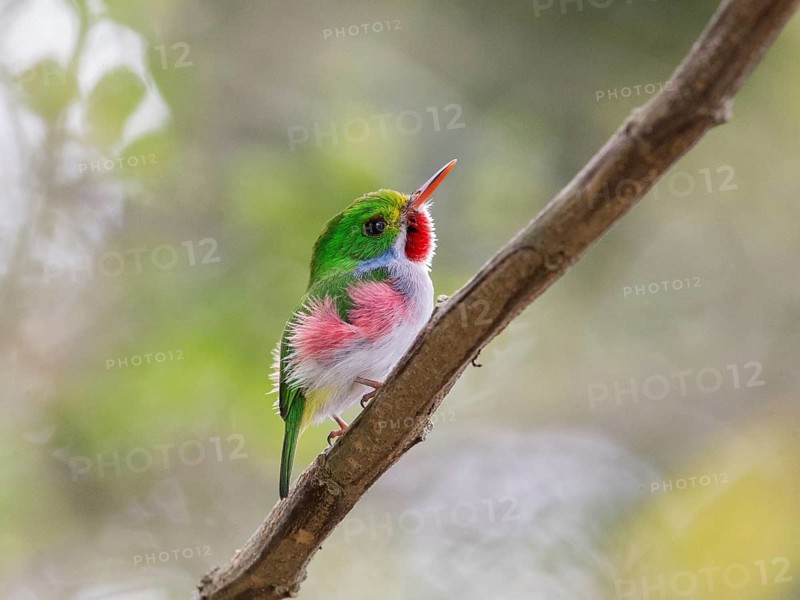 Cuban Tody (Todus multicolor) perched on a branch, Cuba, Central America
