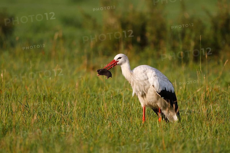 White Stork (Ciconia ciconia) catching a mole, North Rhine-Westphalia, Germany, Europe