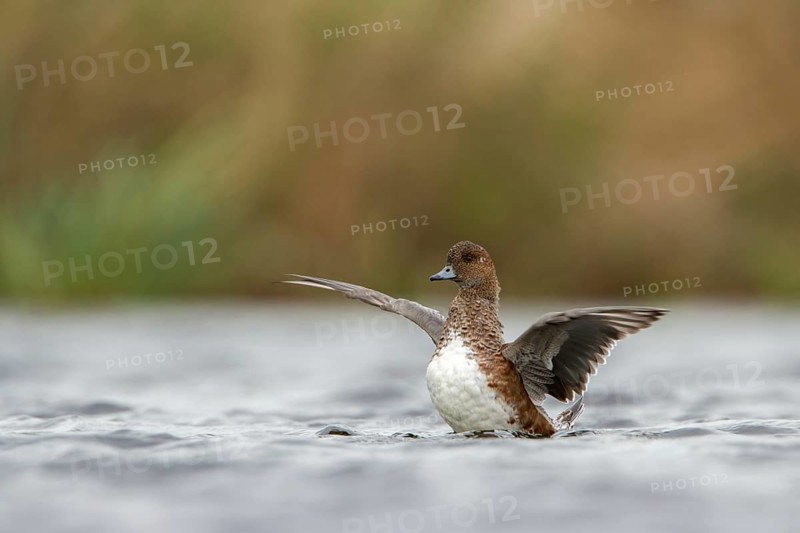 Eurasian Wigeon (Mareca penelope) female, Utrecht, Netherlands
