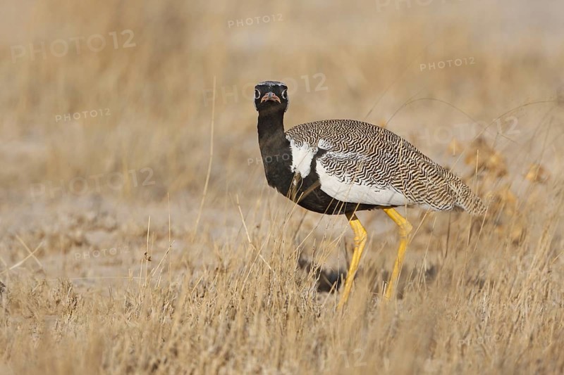 Southern Black Korhaan (Afrotis afra) male, Oshikoto, Namibia, Africa
