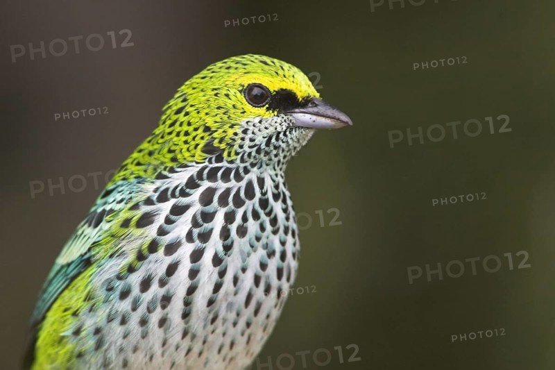 Speckled Tanager (Tangara guttata), Costa Rica, Central America
