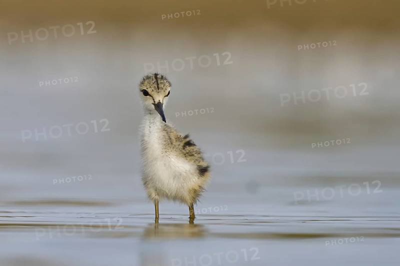 Black-winged Stilt (Himantopus himantopus) chick foraging, North Rhine-Westphalia, Germany, Europe