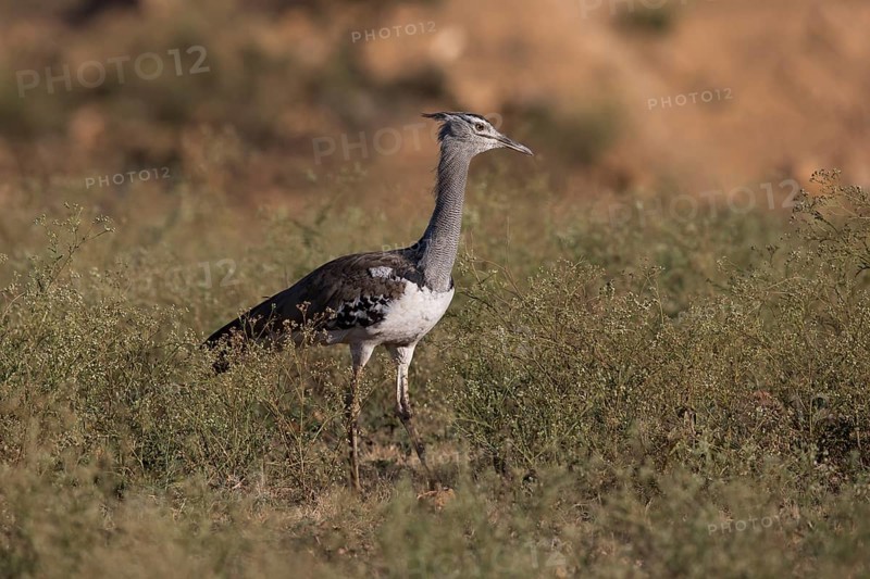 Kori Bustard (Ardeotis kori struthiunculus) male, Oromia, Ethiopia, Africa