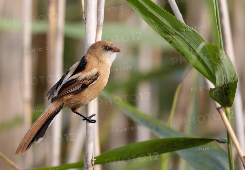 Bearded Reedling (Panurus biarmicus) juvenile, Mecklenburg-Western, Pomerania, Germany, Europe