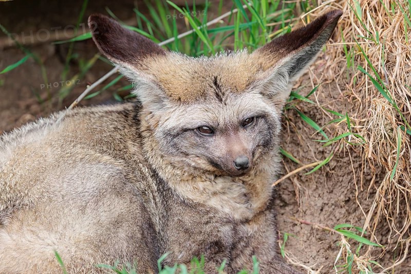 A Bat-eared fox (Otocyon megalotis) rests in front of his den