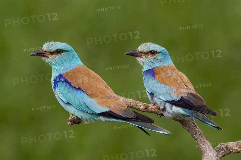 European Roller (Coracias garrulus), Hajdu-Bihar, Hungary, Europe
