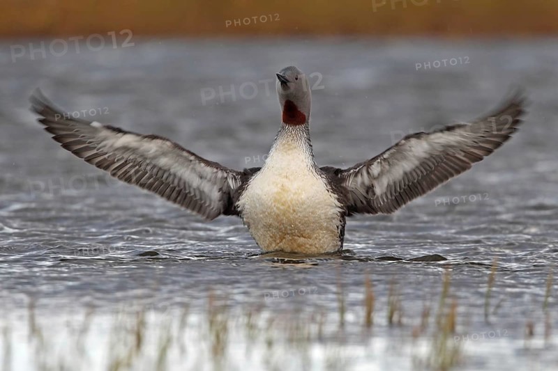 Sterntaucher (Gavia stellata)