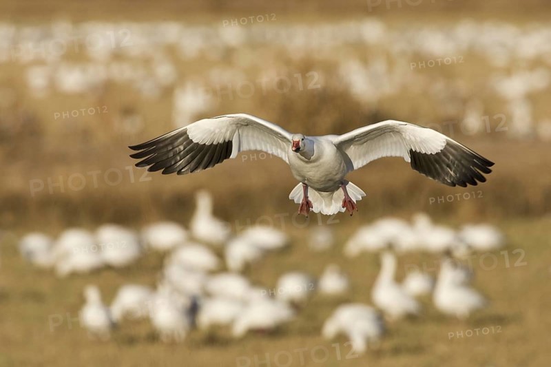 Snow Goose (Anser caerulescens), New Mexico, USA, North America