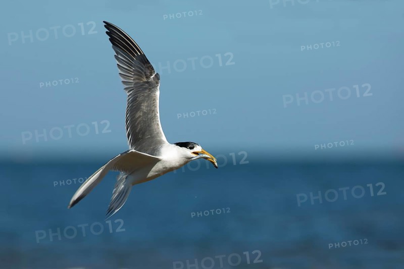 Greater Crested Tern (Thalasseus bergii) flying with fish in beak, Victoria, Australia, Oceania