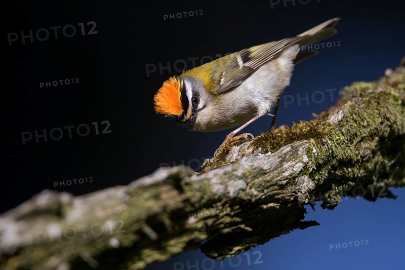 Firecrest - Sommergoldhähnchen - Regulus ignicapilla ssp. ignicapilla, Germany, Europe