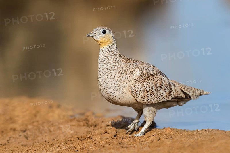 Crowned Sandgrouse (Pterocles coronatus) female, Negev, Israel, Asia