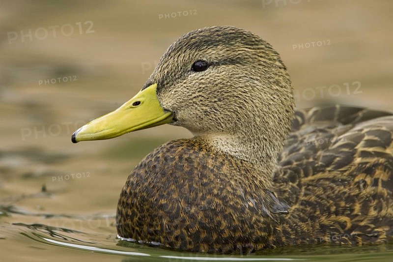 Mexican Duck (Anas diazi), New Mexico, USA, North America