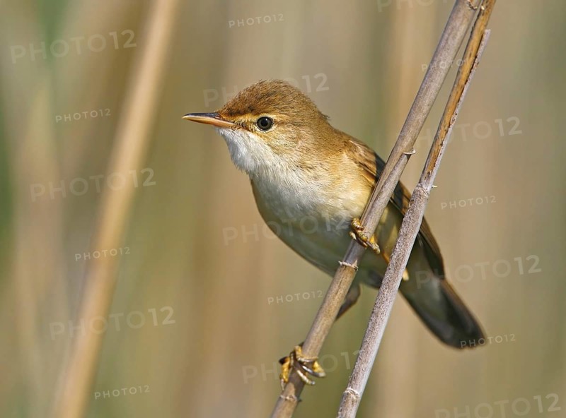 Eurasian Reed Warbler (Acrocephalus scirpaceus), Vila Franca de Xira, Portugal, Europe