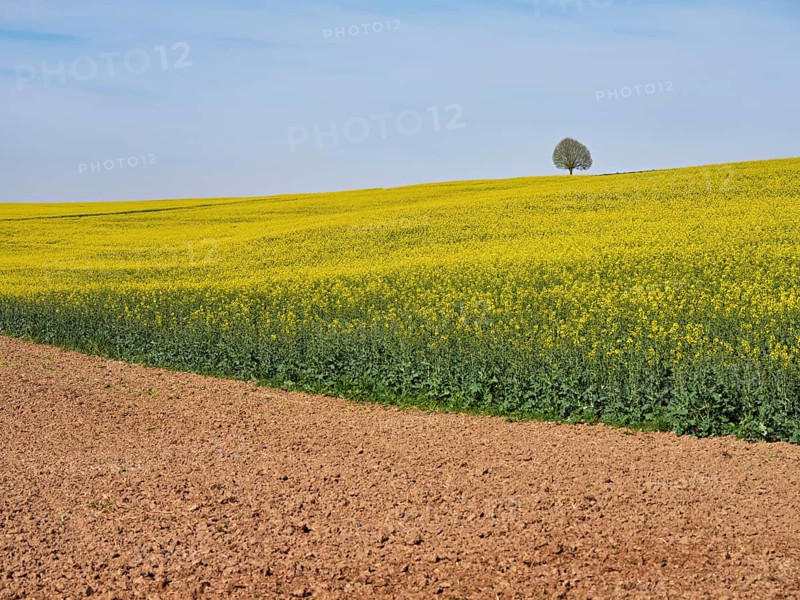 Small lime tree (Tilia), standing in a field of flowering rape, Winterschwil, Freiamt, Canton Aargau, Switzerland, Europe