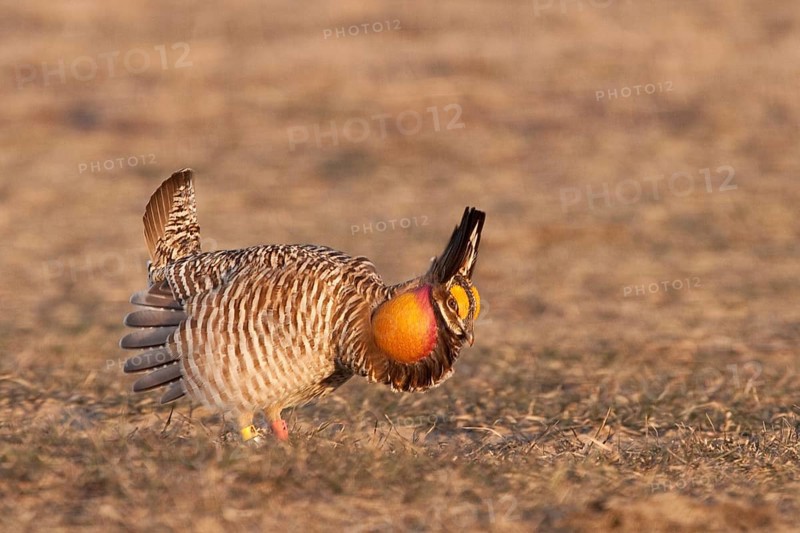 Greater Prairie Chicken (Tympanuchus cupido) male displaying, Wisconsin, USA, North America