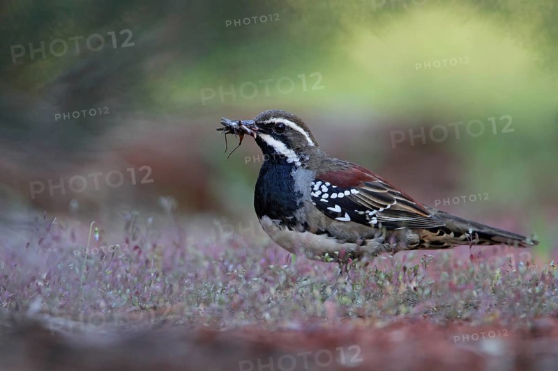 Chestnut Quail-thrush (Cinclosoma castanotum) male, New South Wales, Australia, Oceania