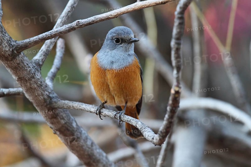 Forest Rock Thrush (Monticola sharpei) male, Isalo, Madagascar, Africa