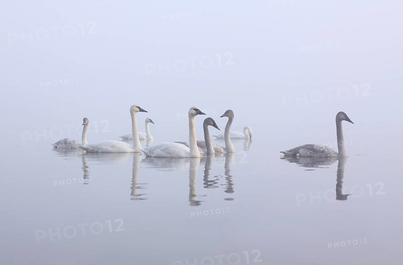 Trumpeter Swan (Cygnus buccinator), Michigan, USA, North America