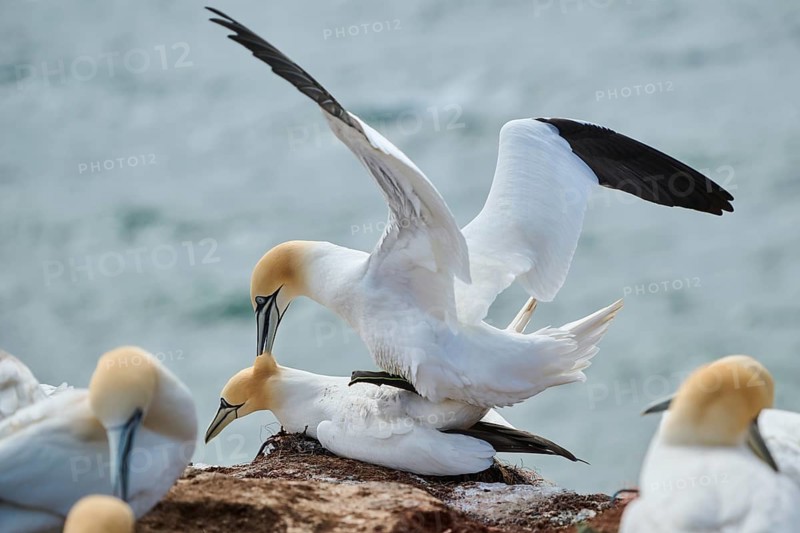 Northern gannet (Morus bassanus) couple having a love game on the cliff, wildlife, Helgoland, Germany, Europe