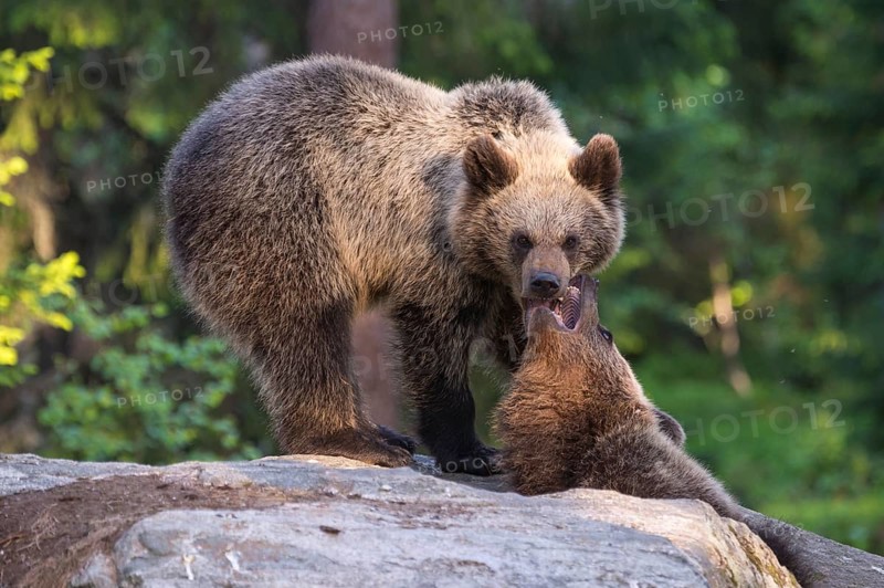 Eurasian Brown Bear (Ursus arctos) two fighting in forest, Finland, Europe