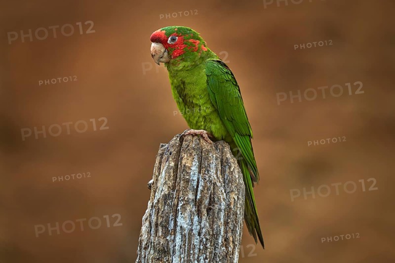 Mitred parakeet, Psittacara mitratus, red green parrot sitting on the tree trunk in the nature habitat. Bird mitred conure in the nature habitat, wildlife Peru. Travel in South America, Bolivia, Peru, South America
