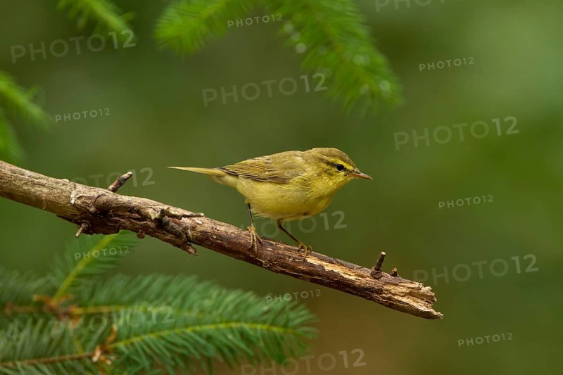 Willow Warbler (Phylloscopus trochilus), Utrecht, Netherlands