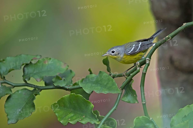 Magnolia Warbler (Setophaga magnolia) juvenile perched on a branch, Peten, Guatemala, Central America