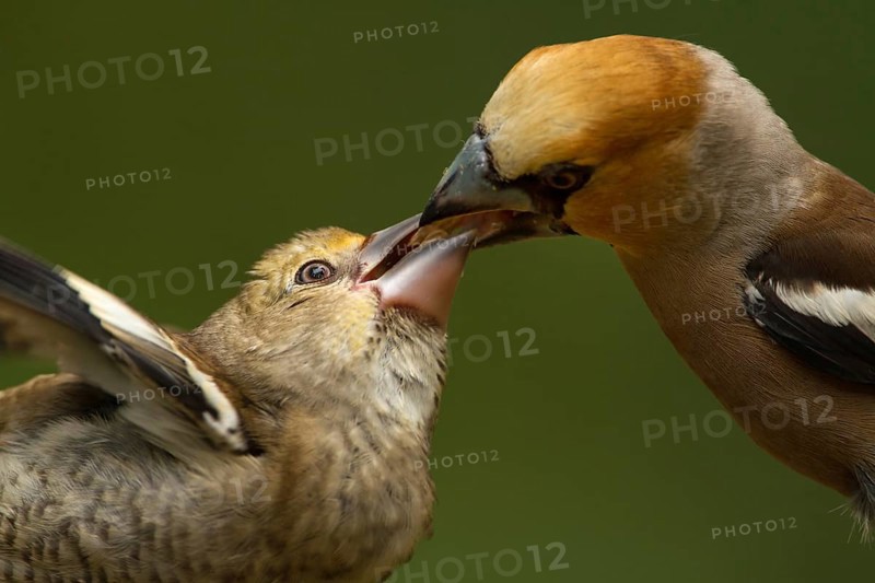 Hawfinch (Coccothraustes coccothraustes) male feeding young, Utrecht, Netherlands