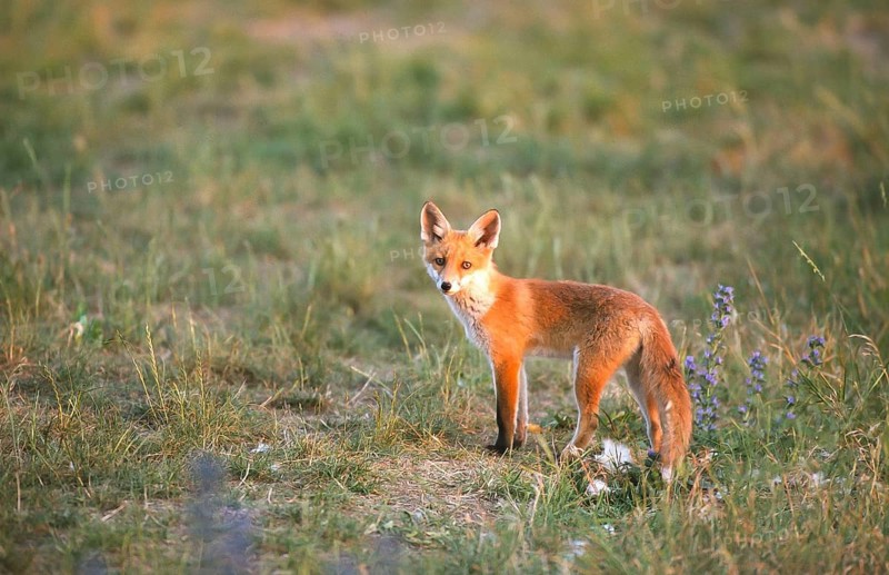 Red fox (Vulpes vulpes) Young fox looking around, Schorfheide-Chorin Biosphere Reserve, Brandenburg, Germany, Europe