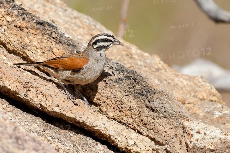 Cape Bunting (Emberiza capensis), Namibia, Africa