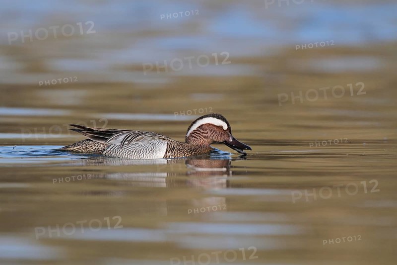 Garganey (Spatula querquedula) male, Aargau, Switzerland, Europe