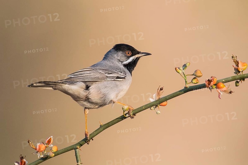 Rüppell's Warbler (Sylvia ruppeli) male, Eilat, Israel, Asia