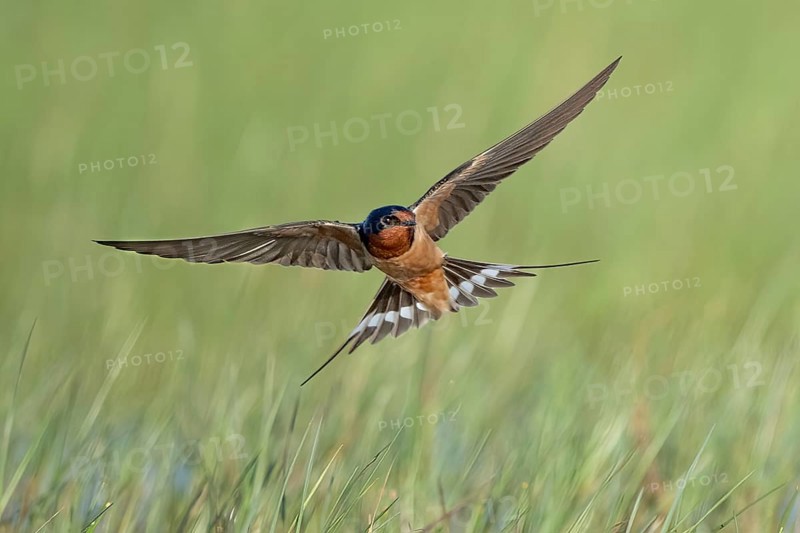 Barn Swallow (Hirundo rustica) flying, Texas, USA, North America