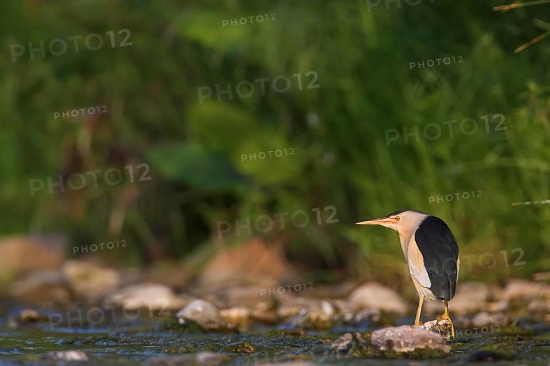 Little Bittern (Ixobrychus minutus), Lesvos, Greece, Europe