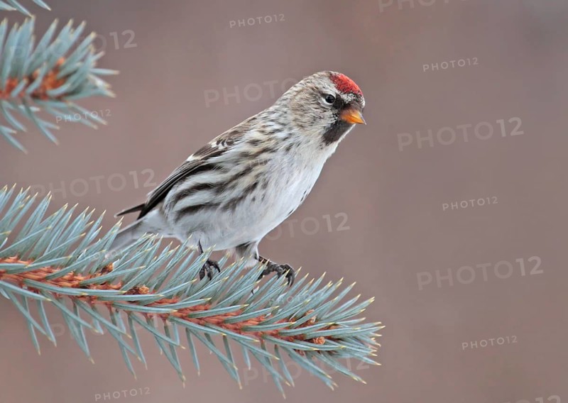 Common Redpoll (Acanthis flammea), Saskatchewan, Canada, North America