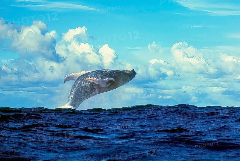 Male humpback whale (Megaptera novaeangliae) leaping high out of the water in a supine position on the open sea, Silverbanks, Caribbean