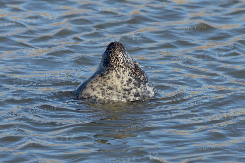 Grey seal (Halichoerus grypus) adult animal sleeping in the sea, England, United Kingdom, Europe