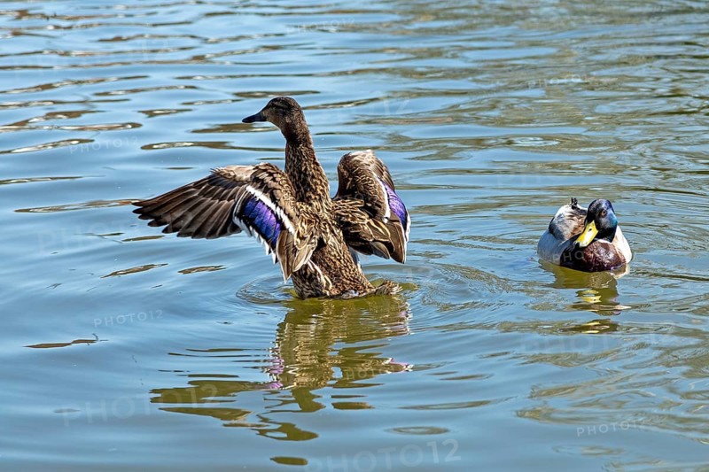 Mallard (Anas platyrhynchos) fluffing itself up, River Avon, Stratford-upon-Avon, Warwickshire, England, Great Britain