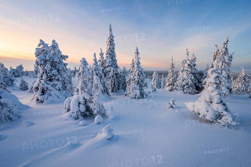 Winter landscape with snow-covered trees, Riisitunturi National Park, Posio, Lapland, Finland, Europe