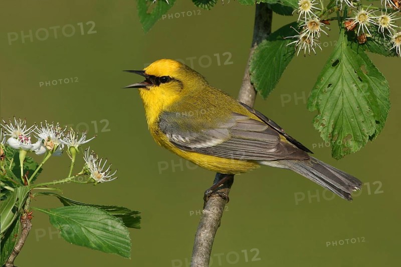 Blue-winged Warbler (Vermivora cyanoptera), Ohio, USA, North America