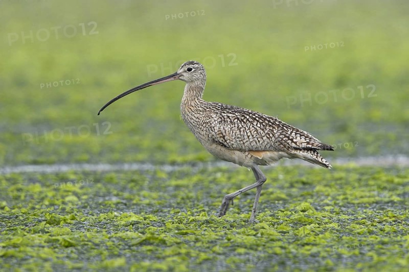 Long-billed Curlew (Numenius americanus), British Columbia, Canada, North America