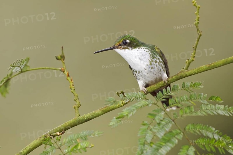 Booted Racket-tail (Ocreatus underwoodii), Ecuador, South America