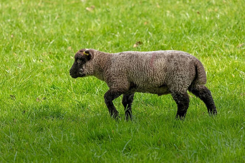 Lamb on pasture, Shottery, Stratford-upon-Avon, Warwickshire, England, Great Britain