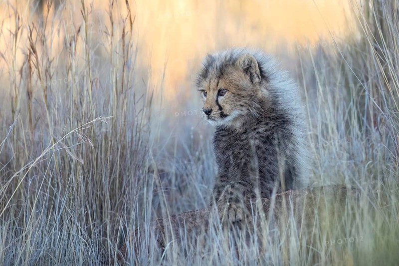 Cheetah (Acinonyx jubatus) lovely and cute cub close-up, Philippolis, South Africa, Africa