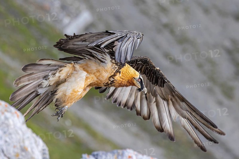 Bearded Vulture (Gypaetus barbatus) flying, Italy, Europe