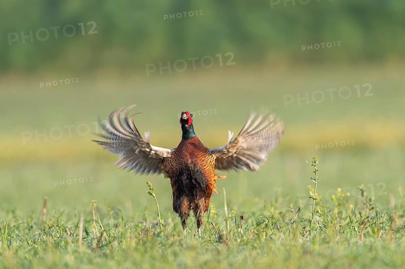 Fasan (Phasianus colchicus) Common Pheasant, male