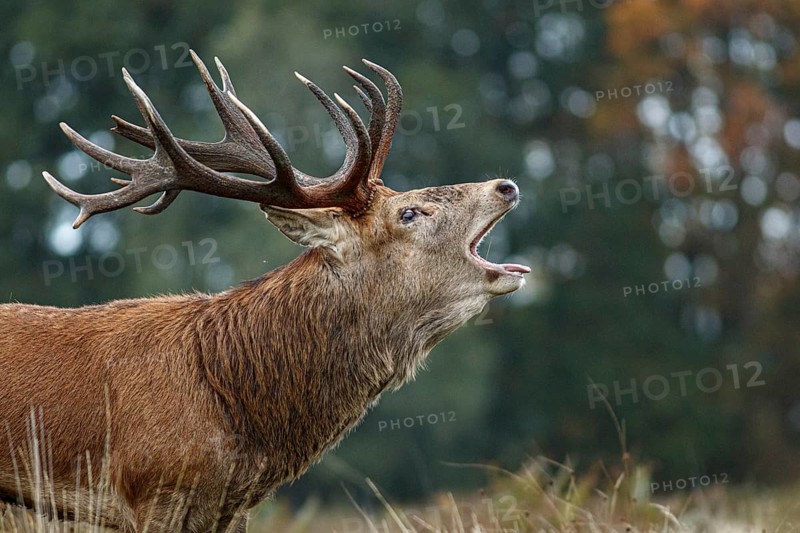 Red Deer (Cervus elaphus), stag bellowing during the rut, England, UK