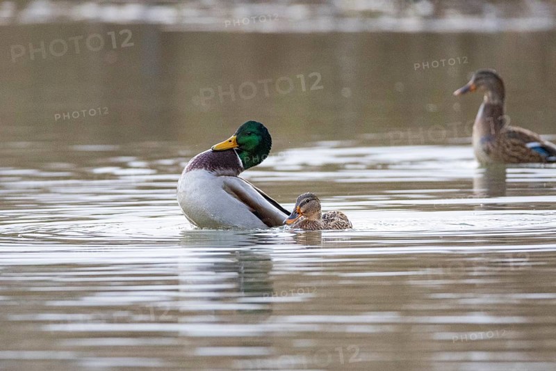 Mallard (Anas platyrhynchos) Mating Germany