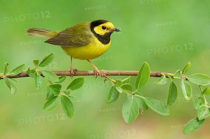 Hooded Warbler (Setophaga citrina) male, Texas, USA, North America