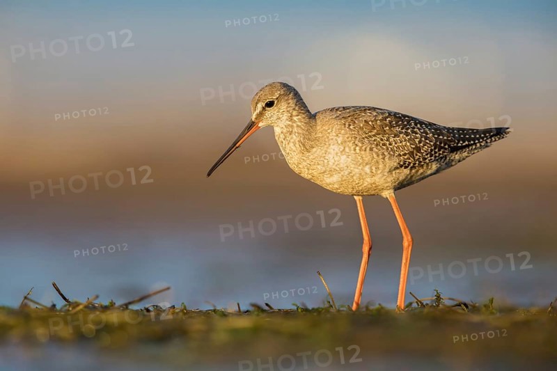 Spotted Redshank (Tringa erythropus) foraging, Poland, Europe